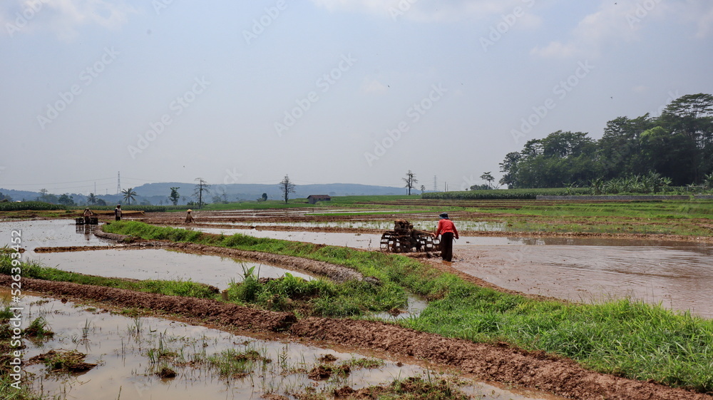Fototapeta premium Plough and in background is ripe rice paddy cow plowing field