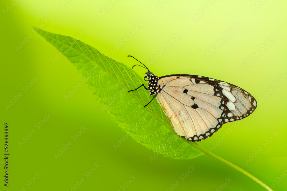Obraz premium Macro shots, Beautiful nature scene. Closeup beautiful butterfly sitting on the flower in a summer garden.