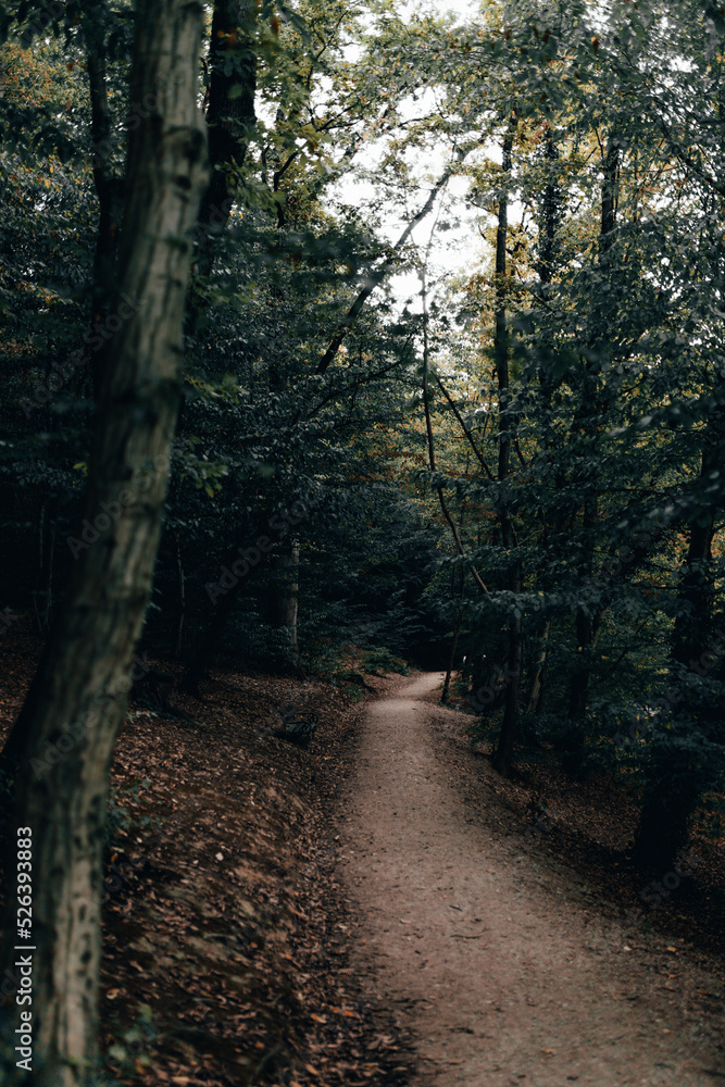 Fototapeta premium footpath in the woods
