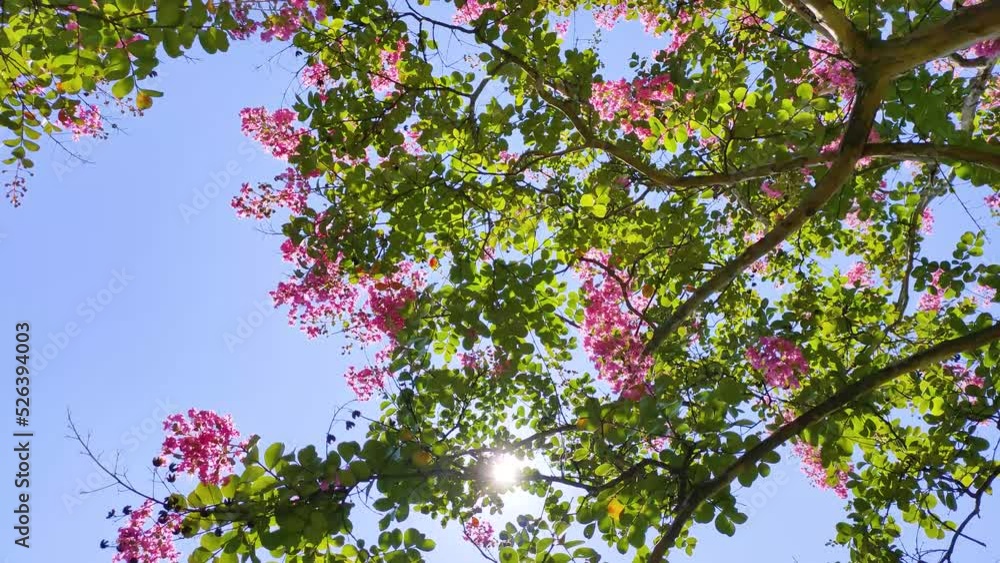 サルスベリの花と木漏れ日