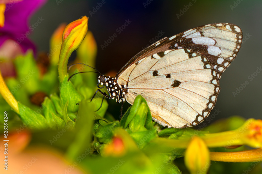 Fototapeta premium Macro shots, Beautiful nature scene. Closeup beautiful butterfly sitting on the flower in a summer garden.
