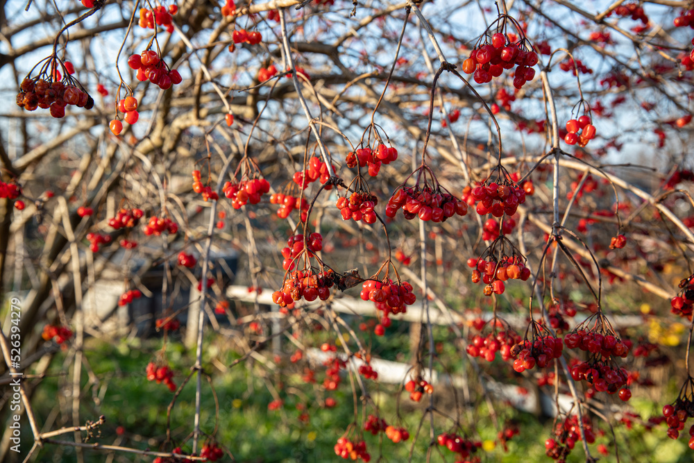 guelder rose. Red berries, Kalyna guelder rose. Red berries, Kalyna