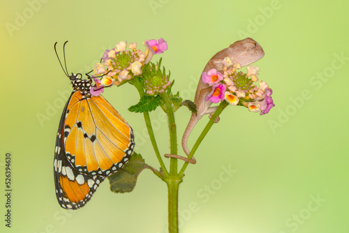 Amazing moment ,Large tropical butterfly and baby green chameleon sitting on flower in a summer garden.

