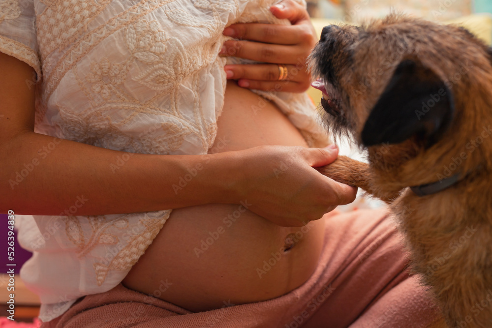 small dog touching pregnant woman's belly small dog touching pregnant woman's belly