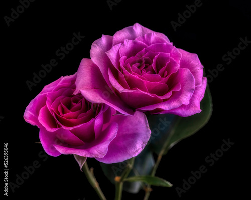 Artistic Rose Flower Close-up