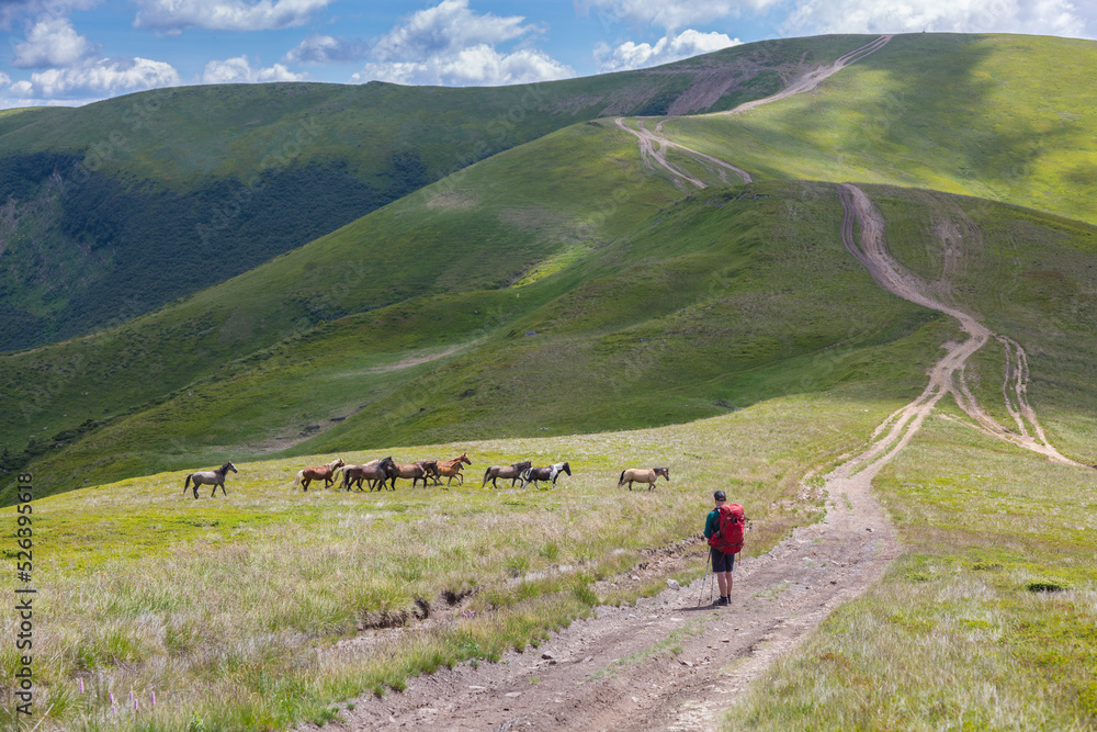 A tourist looks at wild horses on the background of mountain roads
