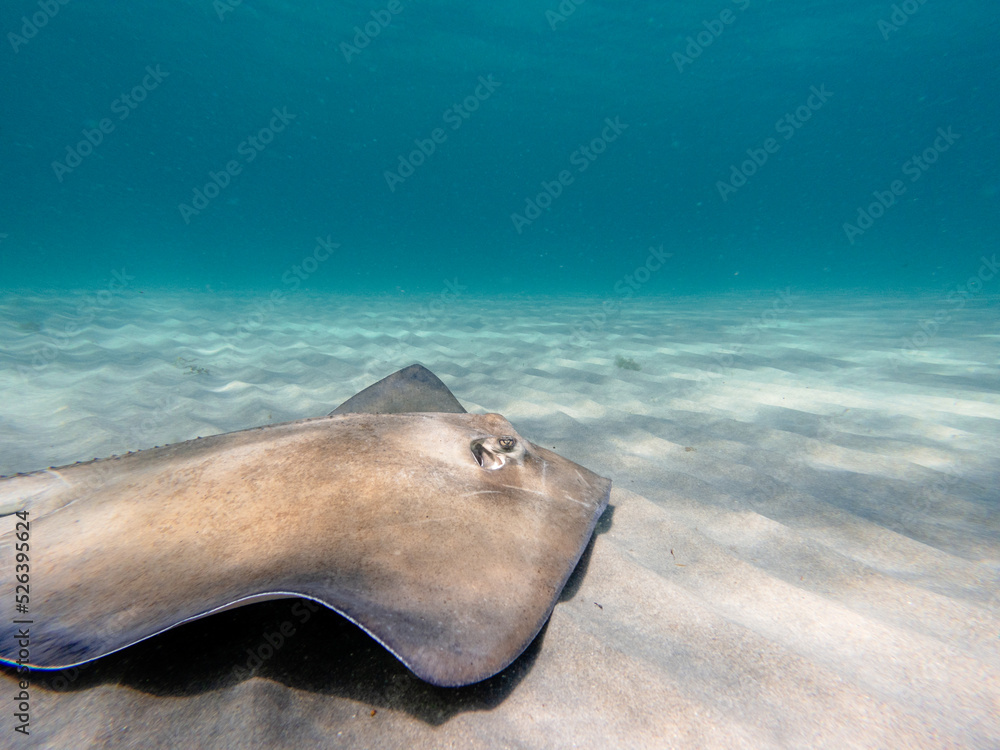 stingray swimming in ocean stingray swimming in ocean