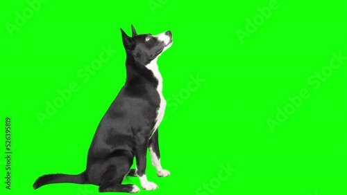 4k black and white mixed breed dog on green screen isolated with chroma key. Dog sitting down, looking to the right