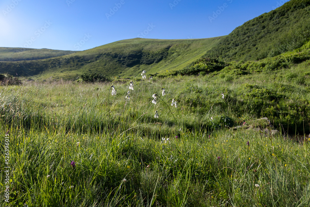 White meadow flowers under a green mountain peak