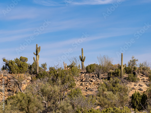 Saguaro Cactus, Carnegiea gigantea, on a mountain top in the Arizona desert 
