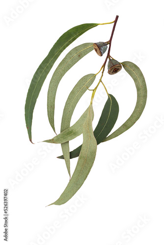 Eucalyptus globulus tree branch with leaves and fruits isolated transparent png. Eucalypt gumnuts. Southern blue gum. photo