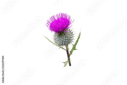 Photo Purple thistle flower isolated transparent png