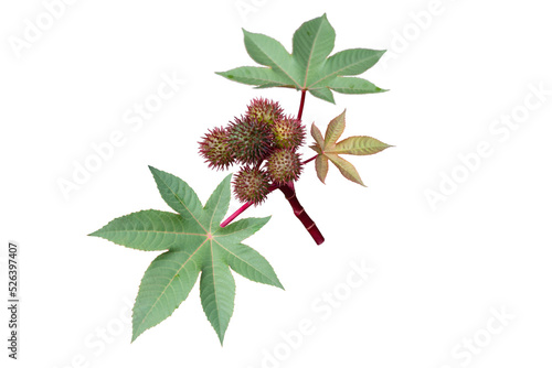 Valokuva Castor oil plant with seed capsules and leaves isolated transparent png