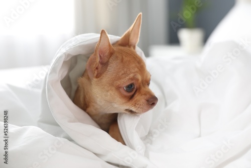 Cute Chihuahua dog wrapped in blanket at home © New Africa