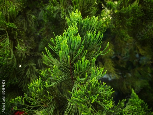Dacrydium is a genus of conifers belonging to the Podocarp family Podocarpaceae