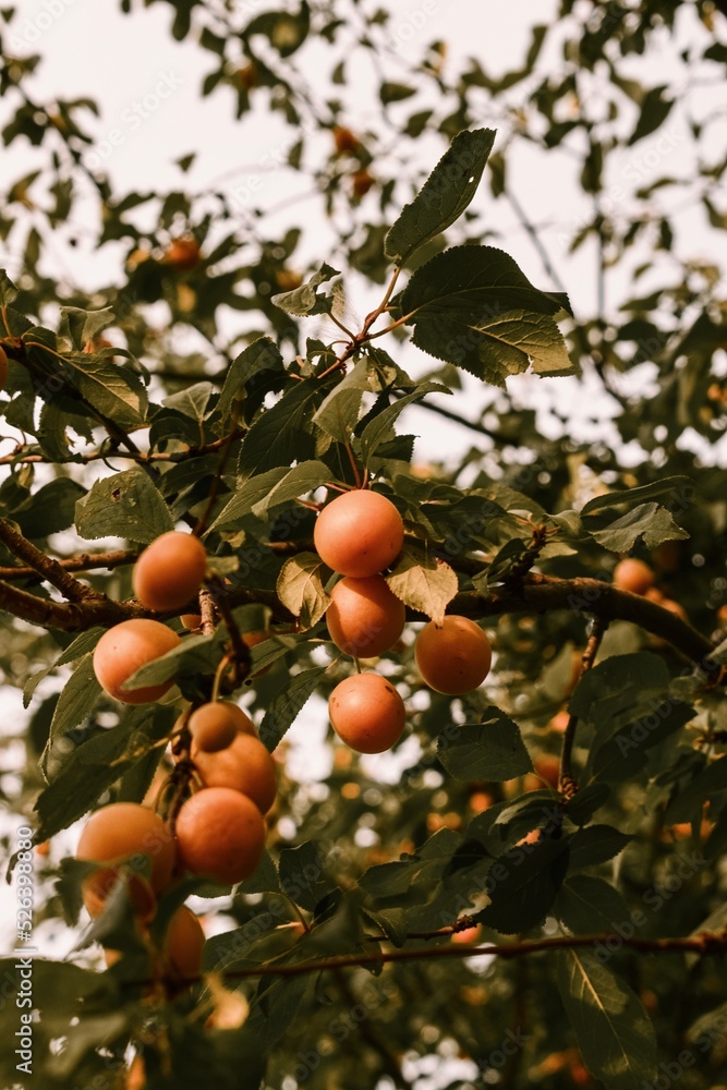 orange juicy ripe fruit on a branch in sunlight