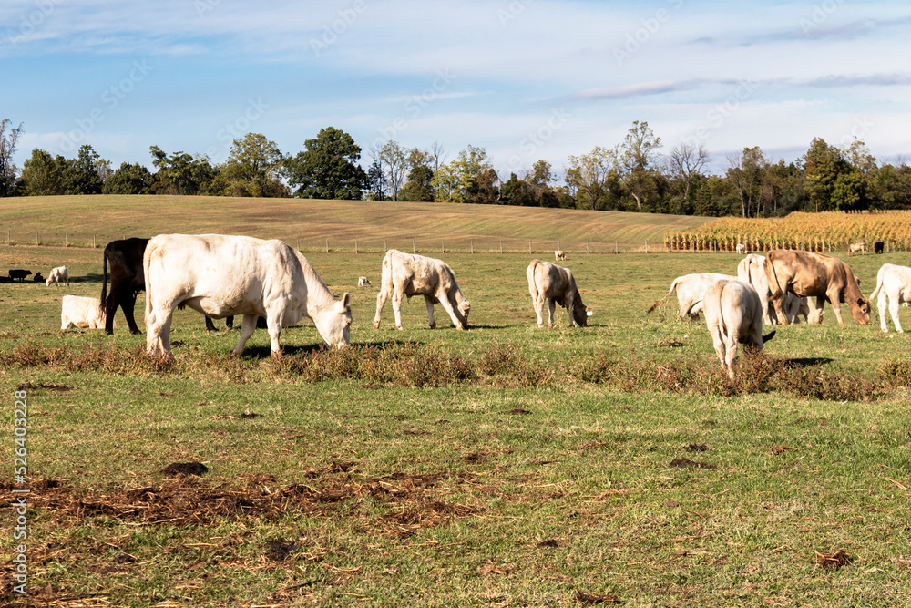 Fototapeta premium grazing animals in a pasture