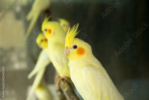 Yellow cockatiel on a branch. cockatiel seen sitting on the inside of its large cage,Pretty cockatiels on the tree branch.Cockatiel parrot.