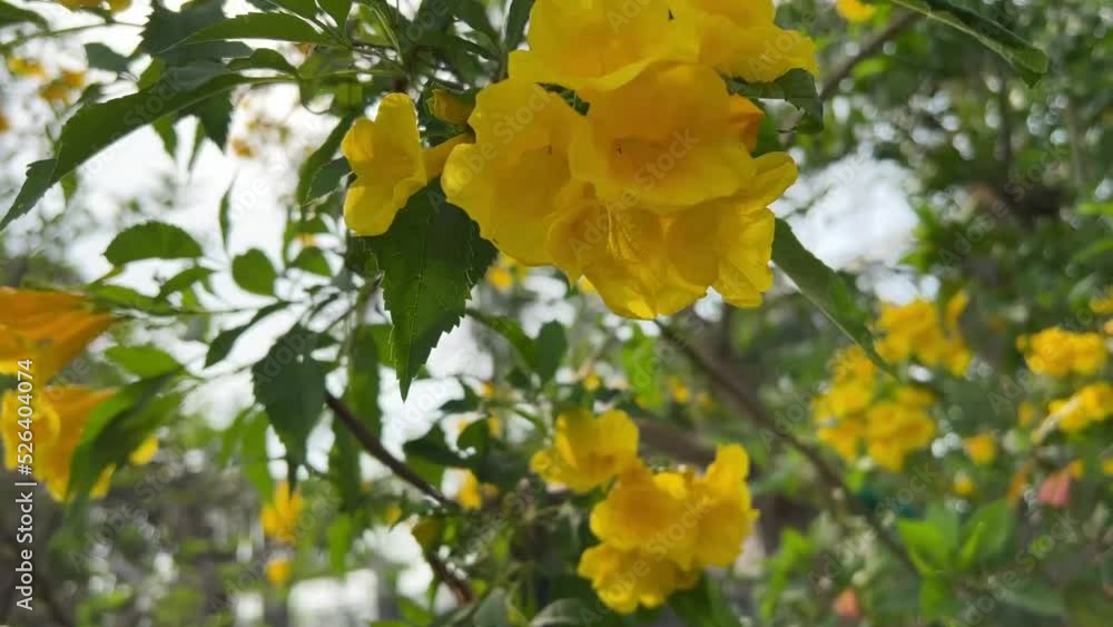 yellowTecoma stans flower in nature garden yellowTecoma stans flower in nature garden