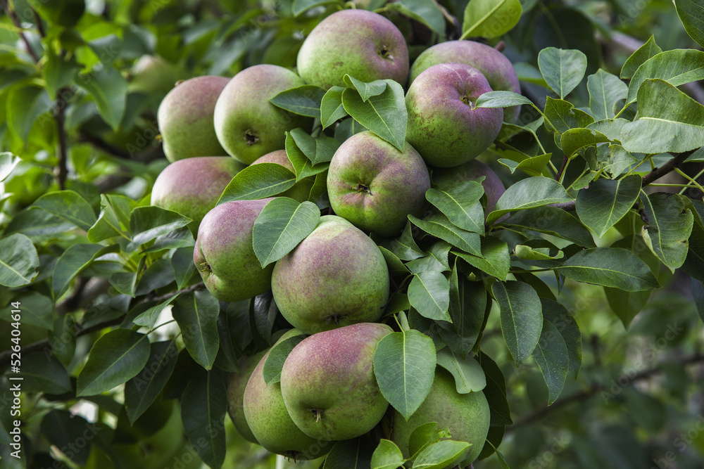 fresh fruits pears tree natural nutrition organic orchard agriculture fresh fruits pears tree natural nutrition organic orchard agriculture