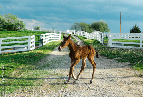Foal with White Fencing and gravel road