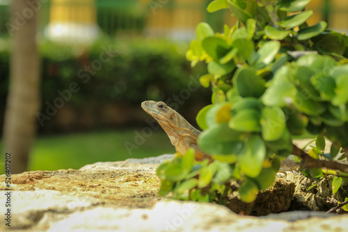 Small lizard hidden behind a plant staring at the camera.