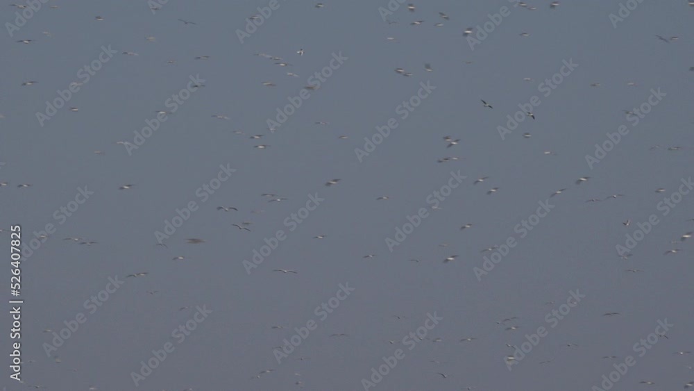 Gull birds flying in large flock in the sky as nature migrates for the winter in England UK 4K Gull birds flying in large flock in the sky as nature migrates for the winter in England UK 4K