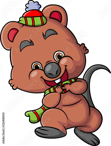 The cute quokka is wearing the santa hat and the shawl