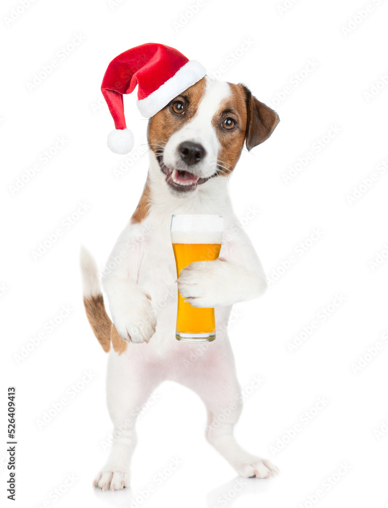 Jack russell terrier puppy wearing santa hat holds glass of beer. isolated on white background