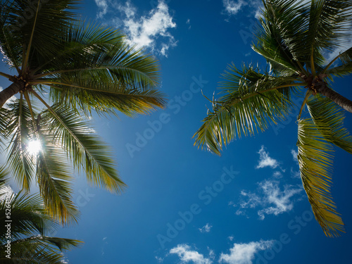 Tall palm trees against the sky  branches of the trees in the wind  bottom view. Palm tree against a clear sky  Tropical landscape  island holidays