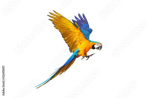 Fotografia Colorful macaw parrot flying isolated on white.
