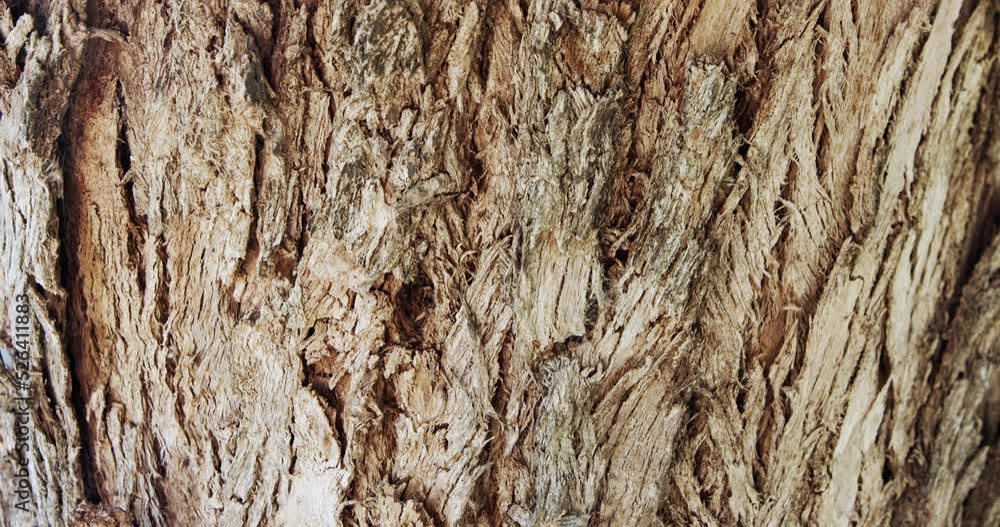 Abstract close up shot of old large tree bark with textures and cracks Abstract close up shot of old large tree bark with textures and cracks