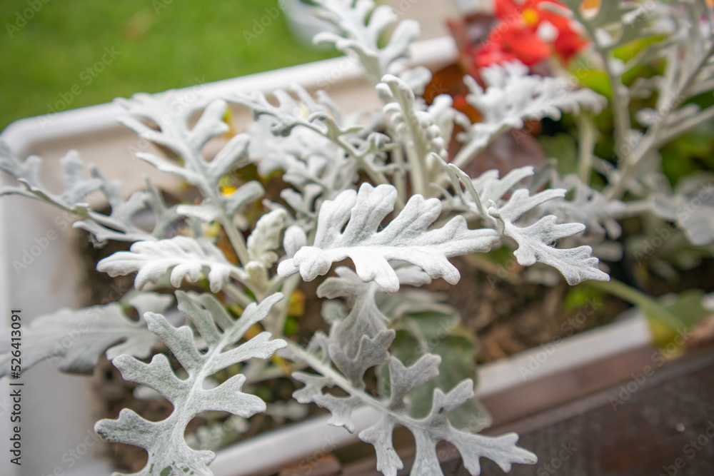 Beautiful silver cineraria in a flower box in the garden against a background of green grass, top view, close-up Beautiful silver cineraria in a flower box in the garden against a background of green grass, top view, close-up