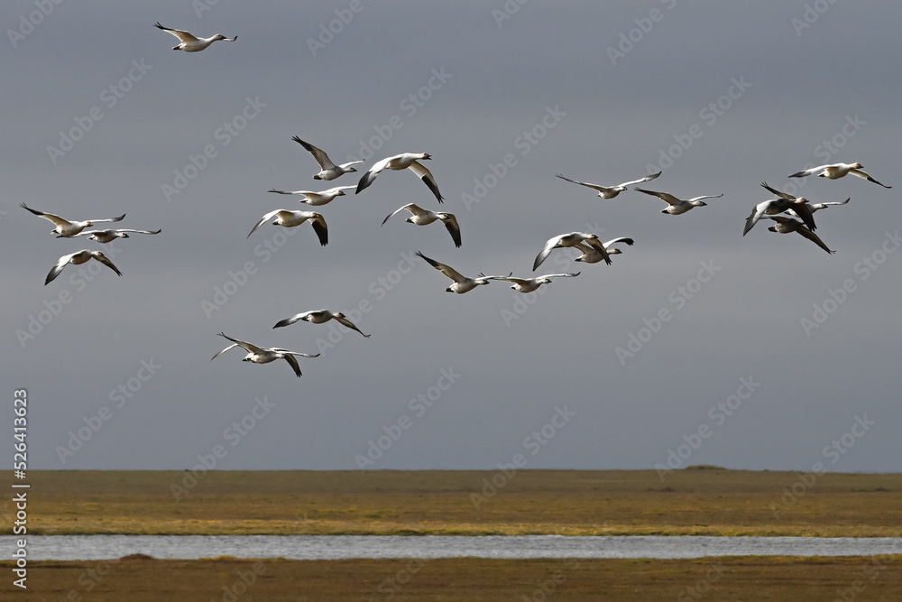 A flock of migratory snow geese (Anser caerulescens) flies over the Arctic tundra south of Deadhorse, Alaska. A flock of migratory snow geese (Anser caerulescens) flies over the Arctic tundra south of Deadhorse, Alaska.