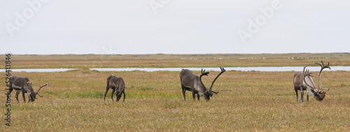 A group of adult male caribou (Rangifer tarandus granti) browses in the Arctic tundra near Deadhorse, Alaska. photo