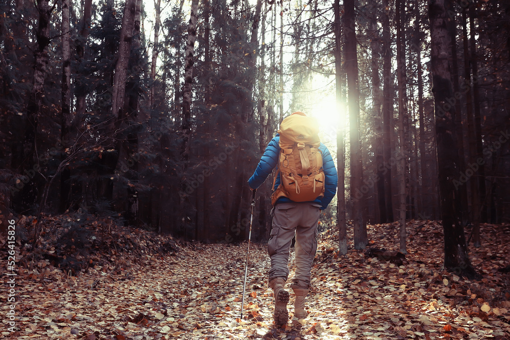 autumn camping in the forest, a male traveler is walking through the forest, yellow leaves landscape in October.