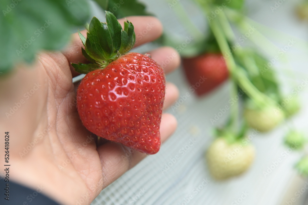 Obraz premium いちご