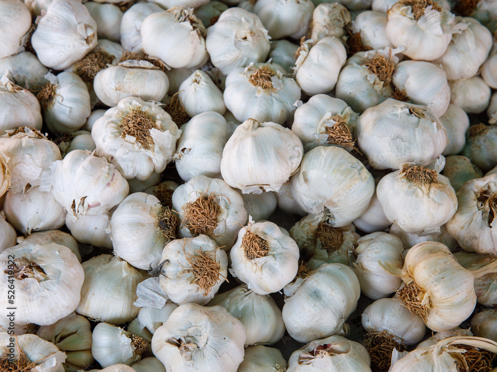 White garlic pile texture. Fresh garlic on market table closeup. Vitamin healthy food spice background. Spicy cooking ingredient picture. Pile of white garlic heads. White garlic head heap top view White garlic pile texture. Fresh garlic on market table closeup. Vitamin healthy food spice background. Spicy cooking ingredient picture. Pile of white garlic heads. White garlic head heap top view