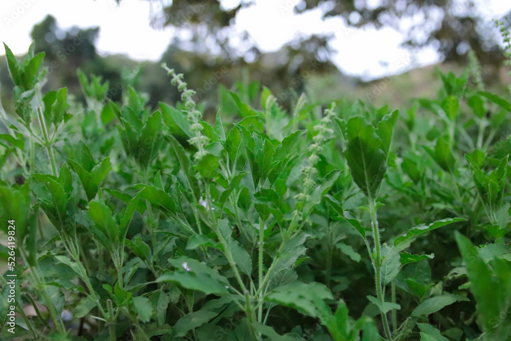 basil, ffresh holy basil, backgroundม,green corn field basil, ffresh holy basil, backgroundม,green corn field