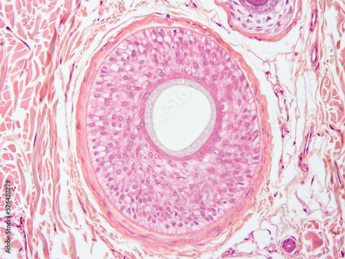 Histology of human tissue, show  epithelial tissue and connective tissue with microscope view  from laboratory (not Illustration Designation)