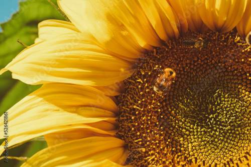 Bee and bumblebee pollinate, collect nectar on a yellow sunflower flower.