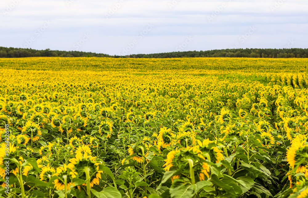 Yellow sunflower in an abundance plantation field in summer Yellow sunflower in an abundance plantation field in summer