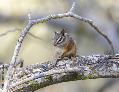 Merriam's Chipmunk perched on tree trunk. Almaden Quicksilver County Park, Santa Clara County, California, USA. photo