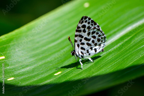 夏の終わりの高原で見られる小さな、かわいいチョウ、ゴイシシジミ © trogon