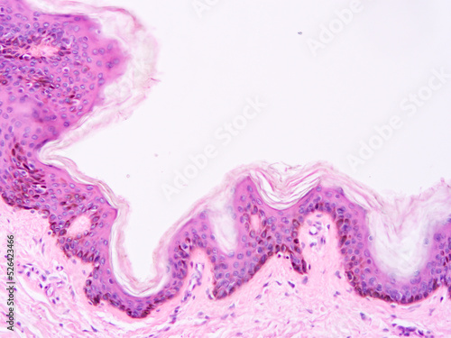 Histology of human tissue, show epithelial tissue and connective tissue with microscope view from laboratory (not Illustration Designation)