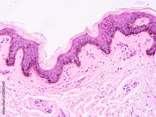 Histology of human tissue, show epithelial tissue and connective tissue with microscope view from laboratory (not Illustration Designation)