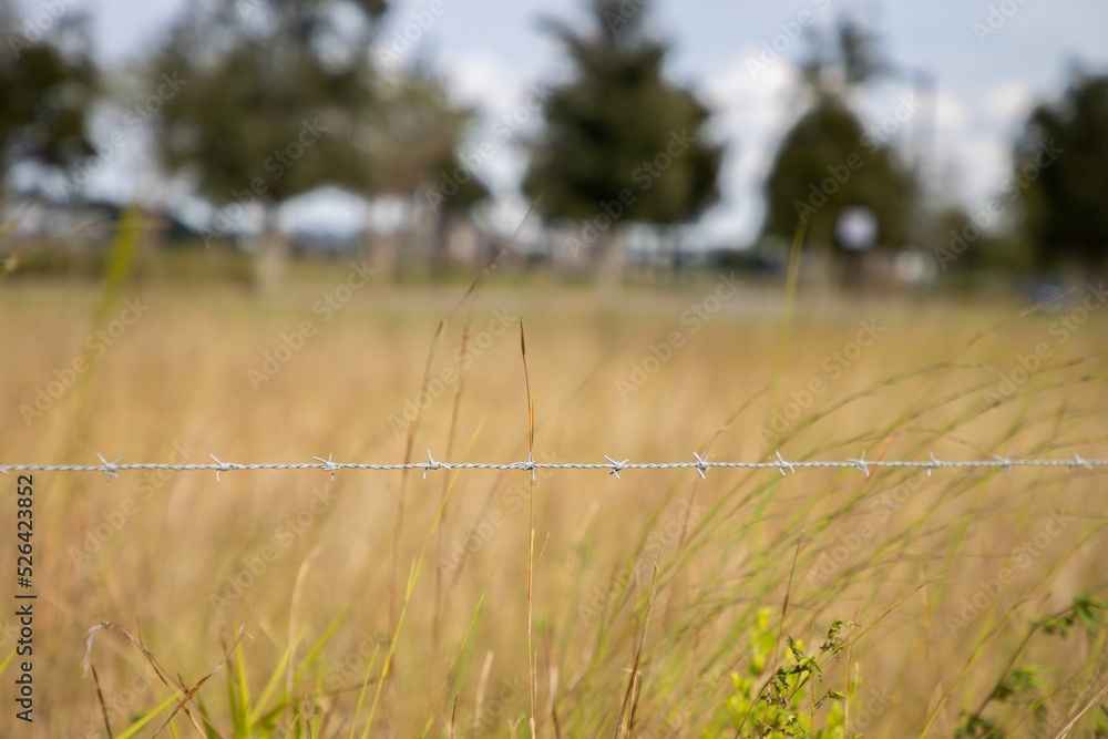 Obraz premium Barbed wire strand in field