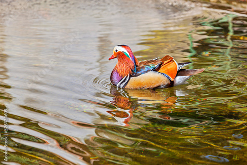 The amazing mandarin duck in Taormina, Sicily