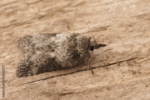 Closeup on the small grey Oak Nycteoline, Nycteola revayana sitting on wood photo