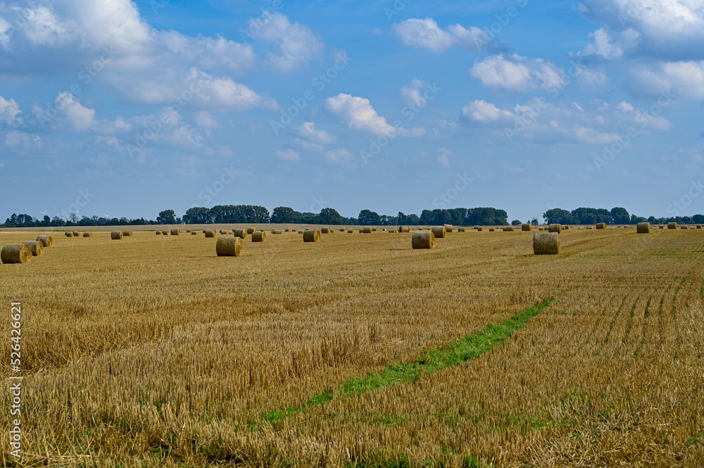 fodder bales on agriculture field in august
